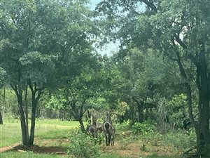 50 ha Farm in Rustenburg Rural