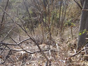 1973 m² Land available in Illovo Glen