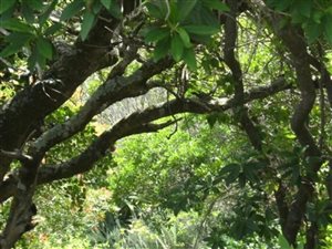 667 m² Land available in The Heads
