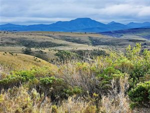 300 m² Land available in Gondwana Game Reserve