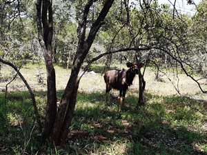 21 ha Smallholding in Tzaneen