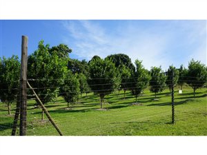 7 ha Farm in Port Shepstone