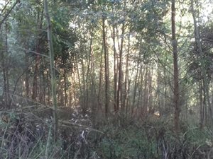 21.5 ha Farm in Dargle
