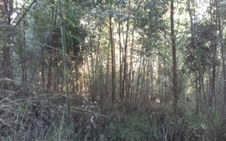 21.5 ha Farm in Dargle