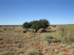 3266 ha Farm in Hopetown