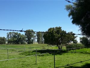 179.7 ha Farm in Koffiefontein