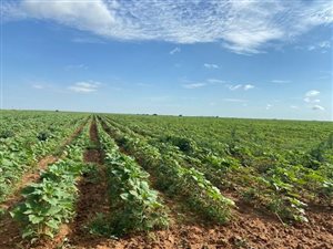 342 ha Farm in Theunissen