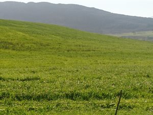 43 ha Farm in Tesselaarsdal