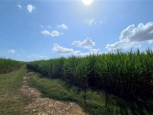 31 ha Farm in Ballito