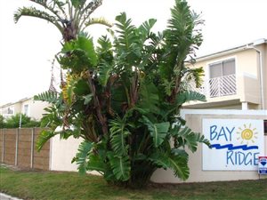 1 Bed Flat in Milnerton Ridge