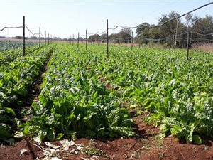 130 ha Farm in Kameeldrift West