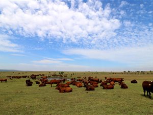 1550 ha Farm in Bredasdorp