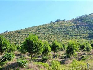 90.2 ha Farm in Panorama Park