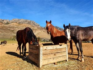 89 ha Farm in Montagu