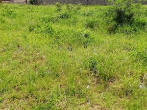 982 m² Land available in Brackenham