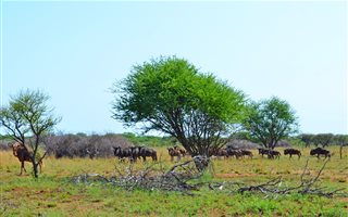 428 ha Farm in Roedtan