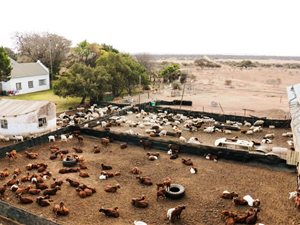 256 ha Farm in Pretoria Central