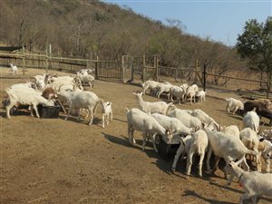 26 ha Farm in Karino