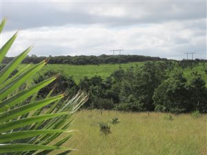 431 ha Farm in Komga