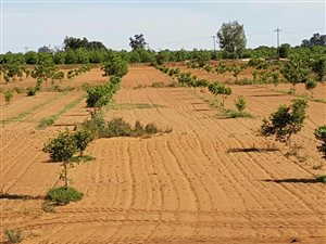 25 ha Farm in Hartswater