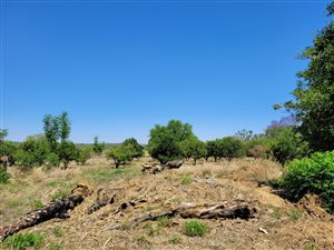 81 ha Farm in Groot Marico