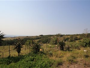 35 ha Farm in Grahamstown