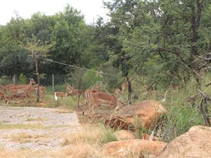 1 ha Land available in Leeuwfontein Estate