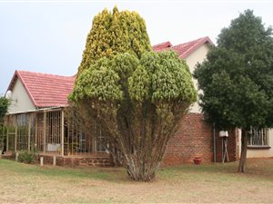 92.3 ha Farm in Middelburg
