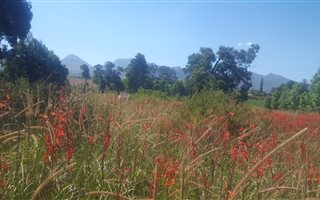 9010 m² Land available in Grabouw