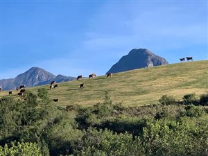 272 ha Farm in Heidelberg