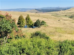 12.7 ha Farm in Currys Post