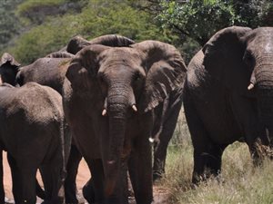 21 ha Farm in Hartbeesfontein