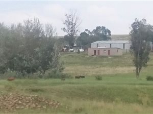 258 ha Farm in Lindley