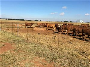 164 ha Farm in Bronkhorstspruit