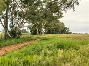 17.3 ha Land available in Quaggafontein