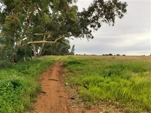 17.3 ha Land available in Quaggafontein