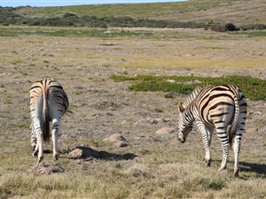 1998 m² Land available in Springerbaai Eco Estate
