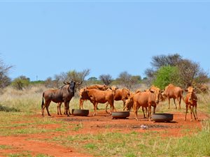 428 ha Farm in Roedtan