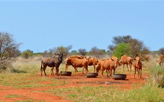 428 ha Farm in Roedtan