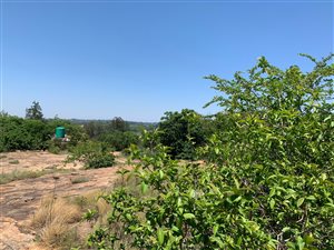 56 ha Farm in White River