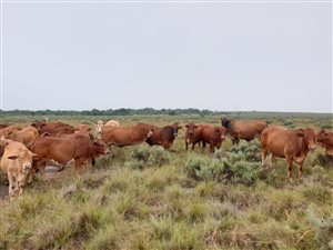 661 ha Farm in Zeerust