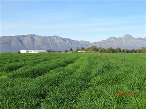 71 ha Farm in Riebeek Kasteel