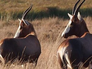 196.5 ha Farm in Dullstroom