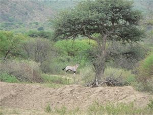 3200 ha Land available in Madikwe