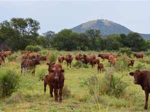 260 ha Farm in Parys