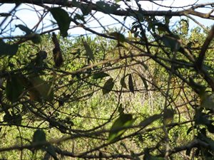 2448 m² Land available in Southbroom