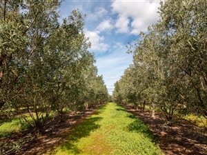 8334 m² Land available in Koringberg