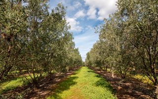 8334 m² Land available in Koringberg