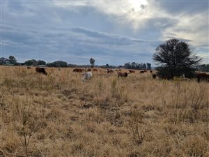 8.6 ha Farm in Riversdale