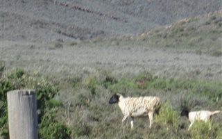 858.8 ha Smallholding in Montagu